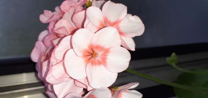 Фотография покупателя товара Семена цветов Пеларгония "Дансер Тауэр", смесь окрасок, F2, 5 шт. - Фото 4