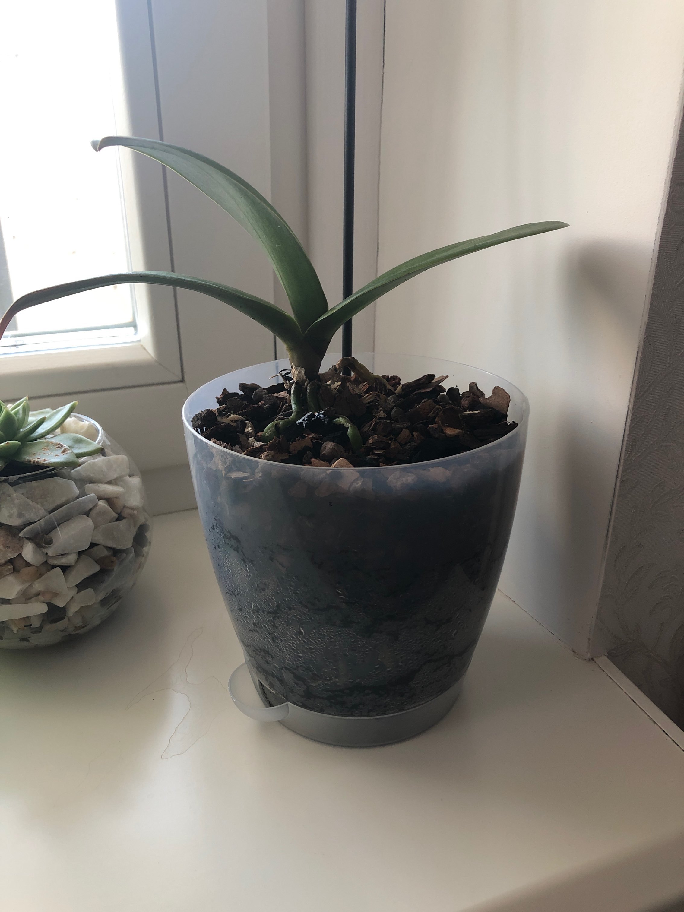 Фотография покупателя товара Горшок для орхидей «Адель», 1,5 л, цвет прозрачный - Фото 7