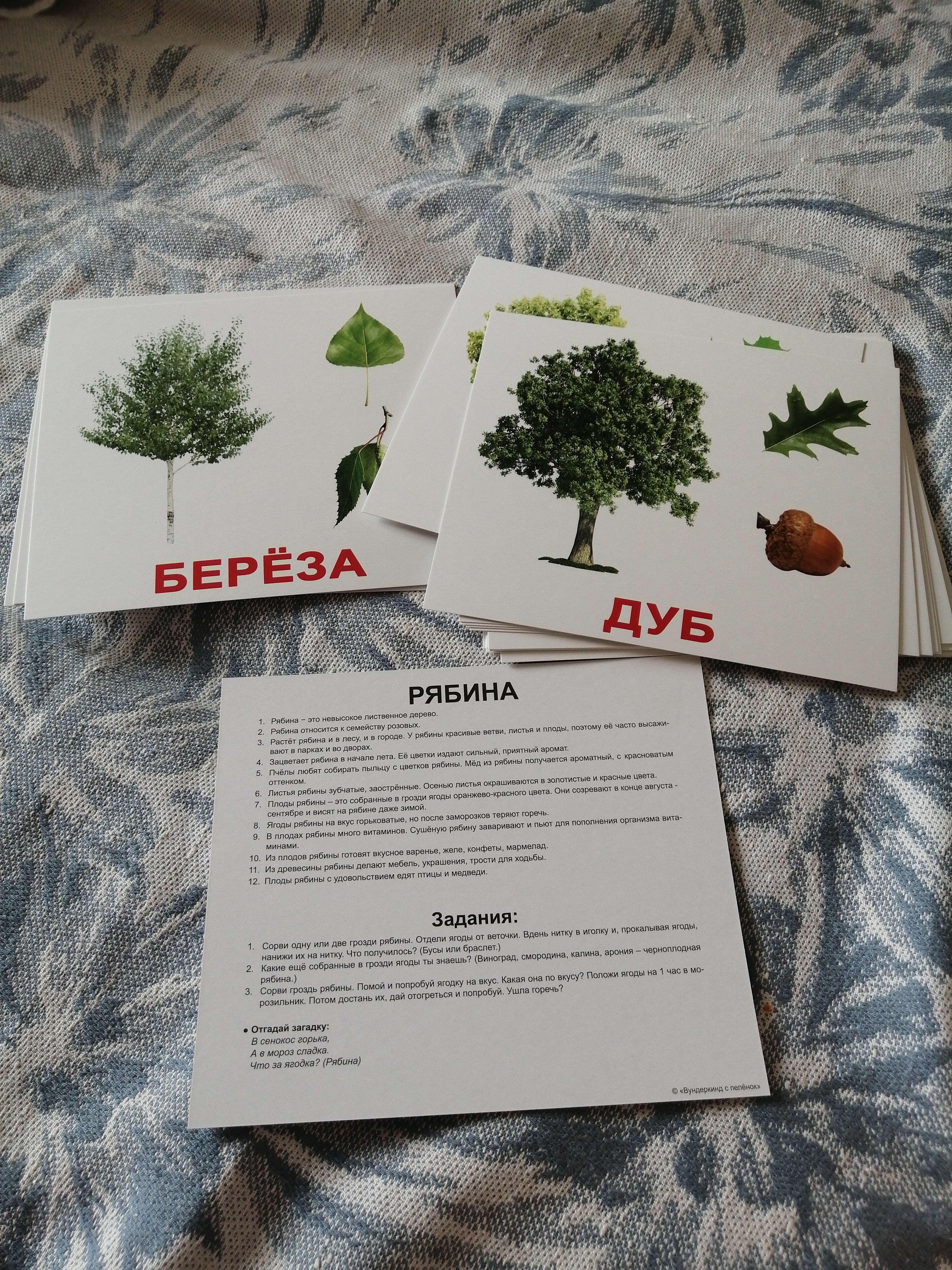 Фотография покупателя товара Обучающие карточки «Деревья» - Фото 2
