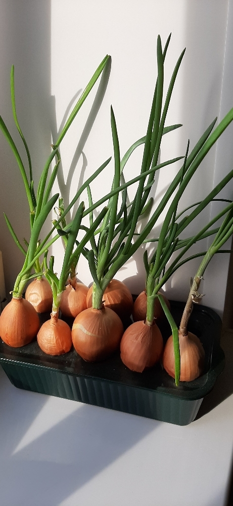 Фотография покупателя товара Лоток для выращивания зелёного лука, 29 × 16 × 8.5 см, цвет МИКС - Фото 12