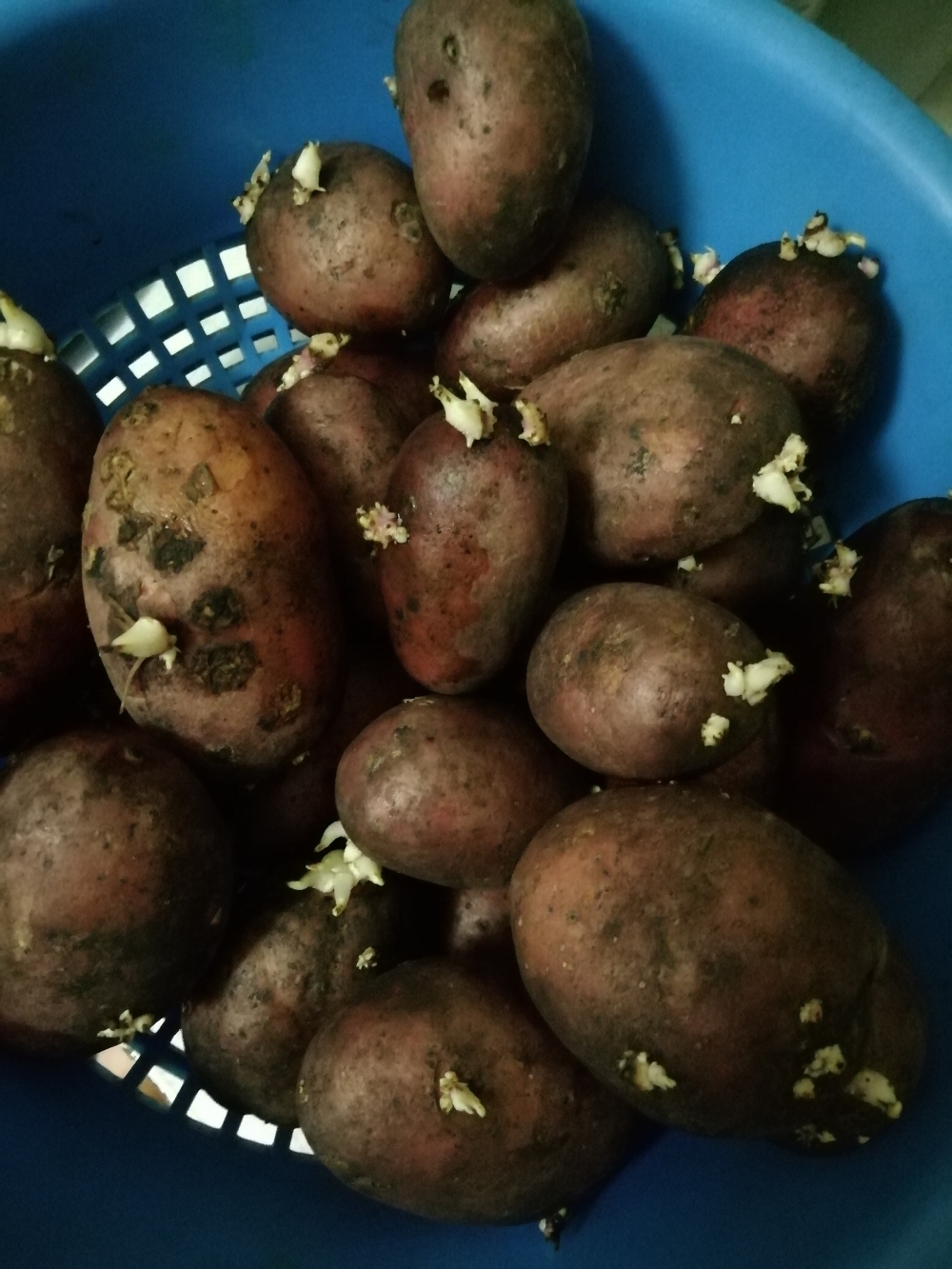 Фотография покупателя товара Семенной картофель Люкс, 1 репр., 1 кг