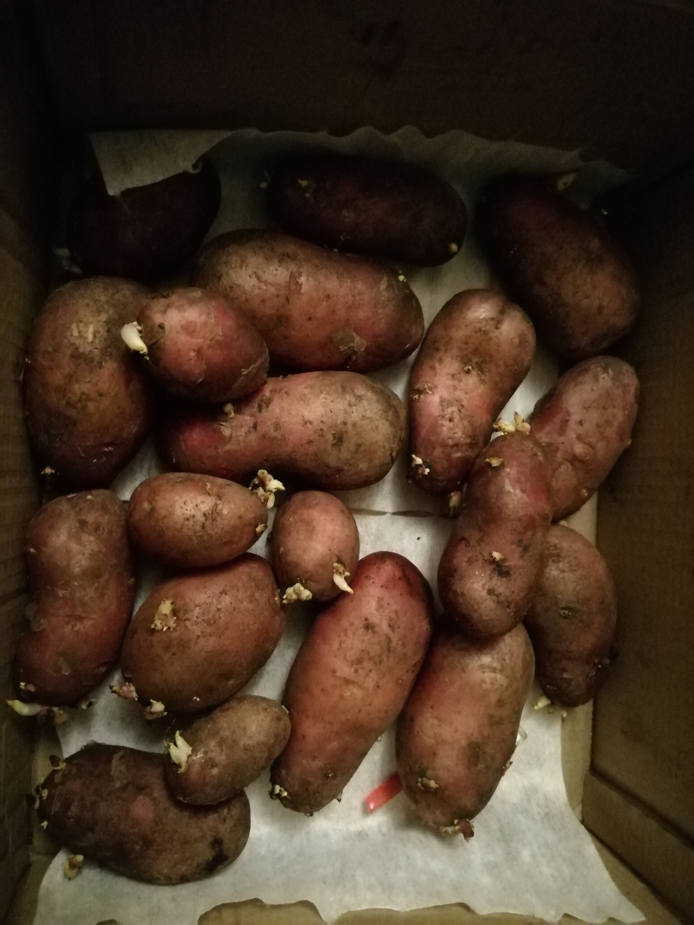 Фотография покупателя товара Семенной картофель  Ред Скарлет, 2 репр., 1 кг - Фото 1