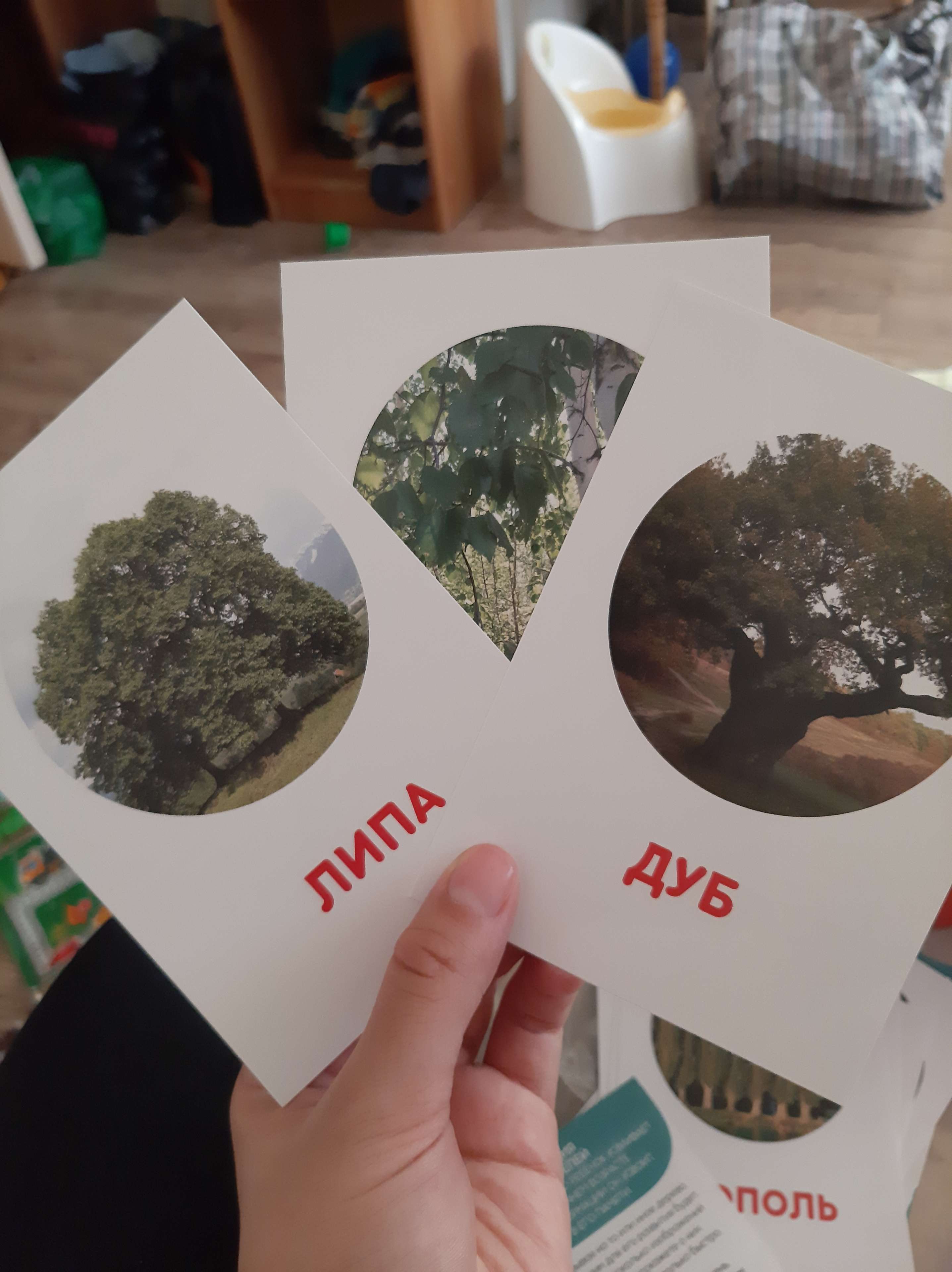 Фотография покупателя товара Обучающие карточки по методике Г. Домана «Деревья», 12 карт, А6 - Фото 2