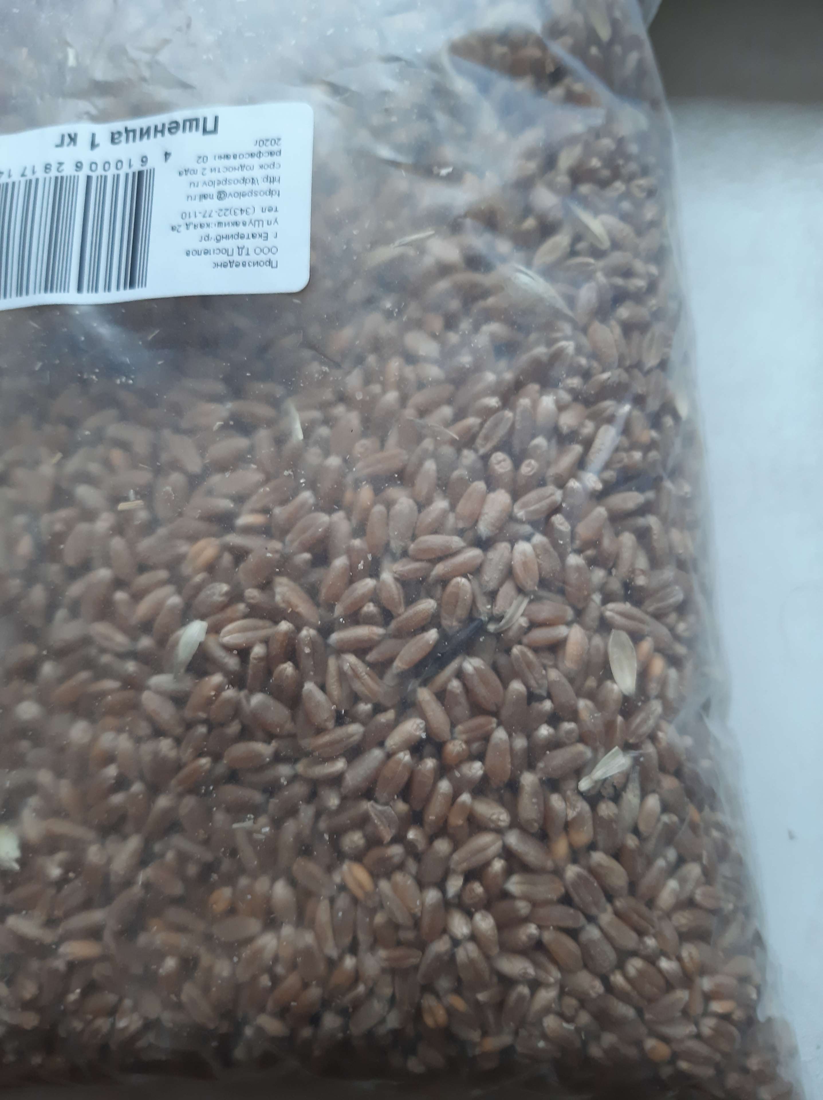 Фотография покупателя товара Семена Пшеница "Поспелов", 1 кг
