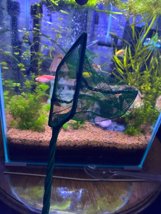 Фотография покупателя товара Сачок аквариумный 22 см, зелёный - Фото 1