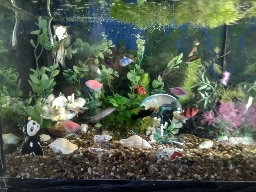 Фотография покупателя товара Растение искусственное аквариумное, 25 см, микс цветов - Фото 3