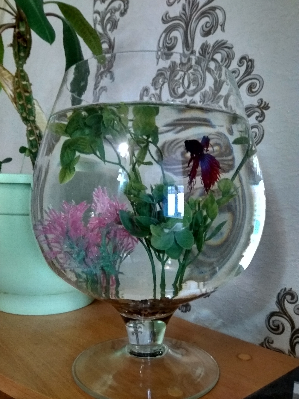 Фотография покупателя товара Растение искусственное аквариумное, 25 см, микс цветов - Фото 5