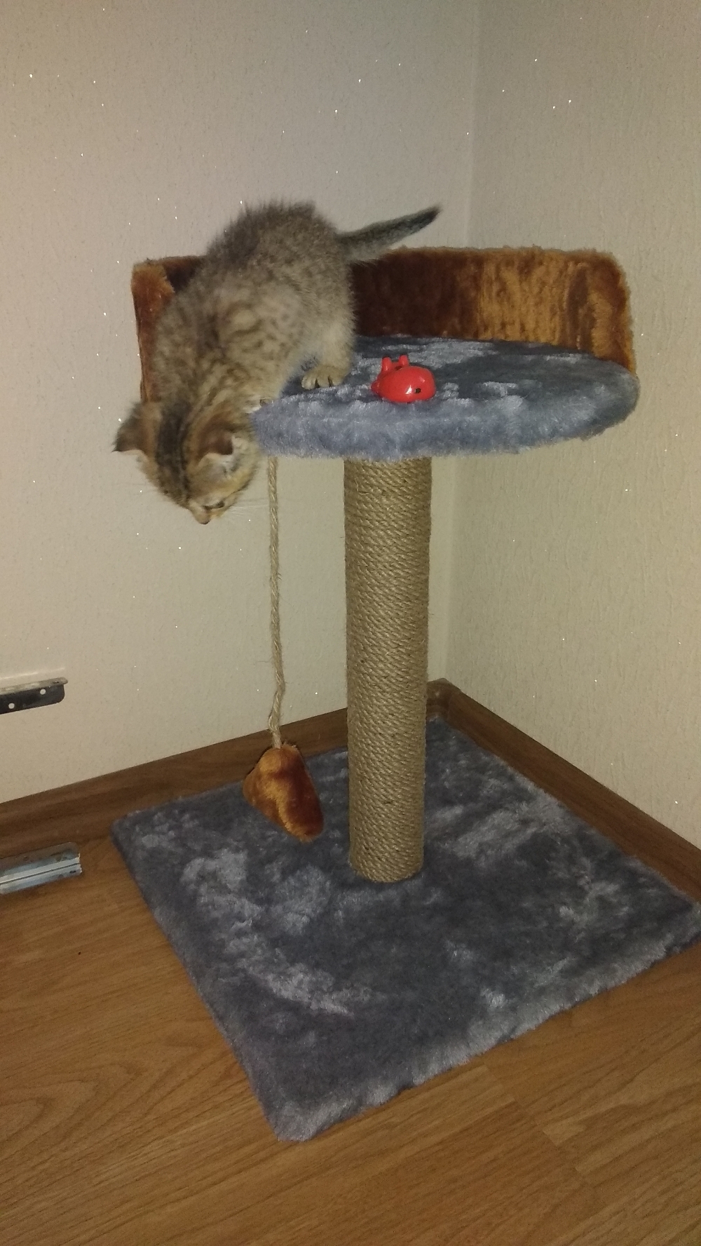 Фотография покупателя товара Животное инерционное «Кошка», цвета МИКС