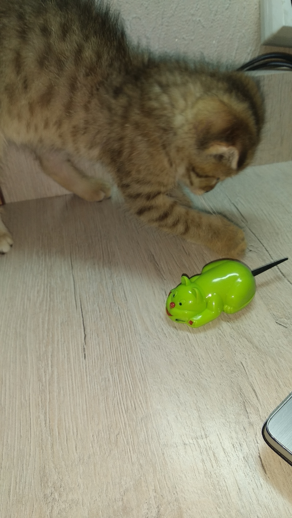 Фотография покупателя товара Животное инерционное «Кошка», цвета МИКС