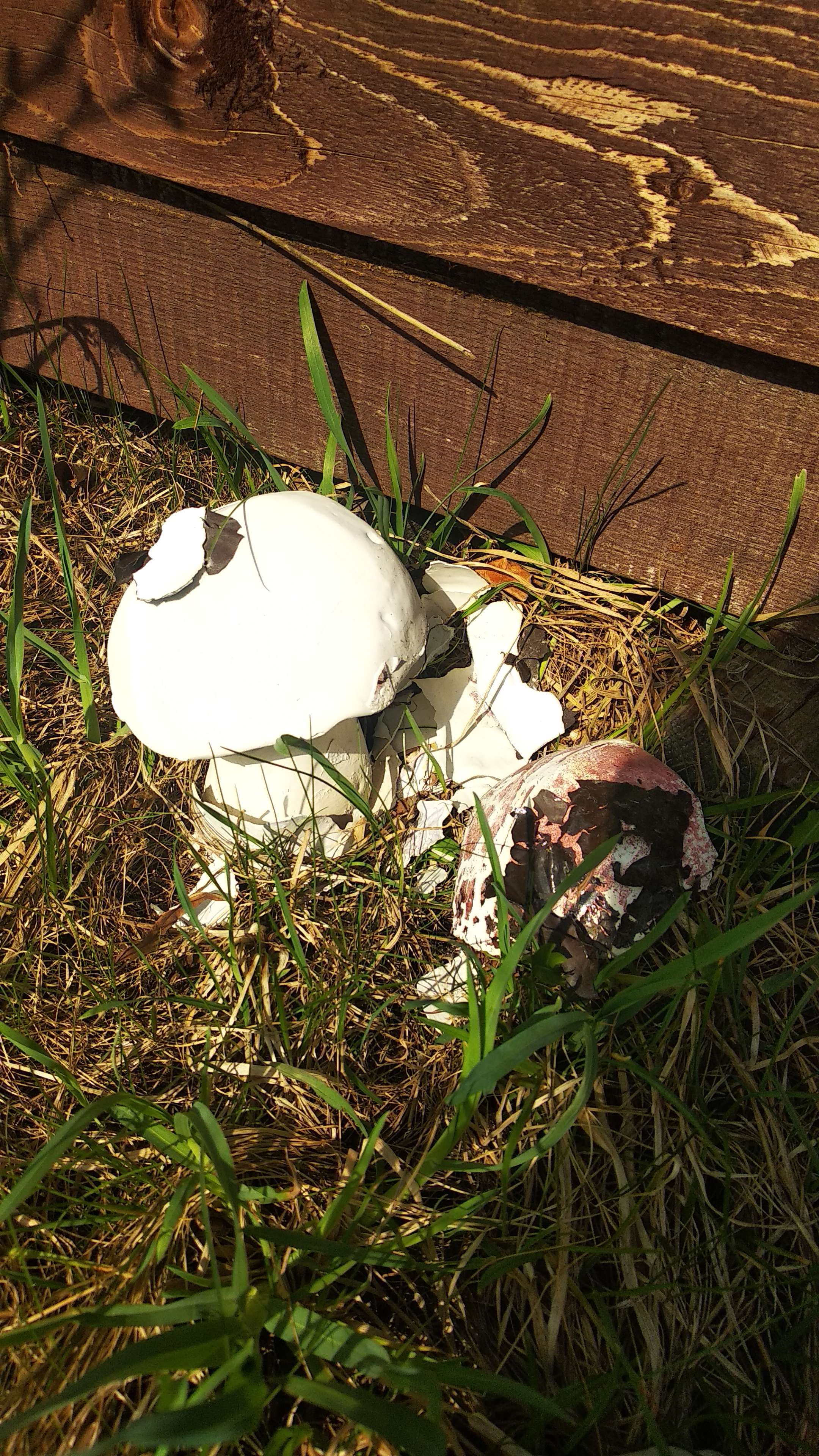 Фотография покупателя товара Садовая фигура "Гриб белый с травой" 22см - Фото 2