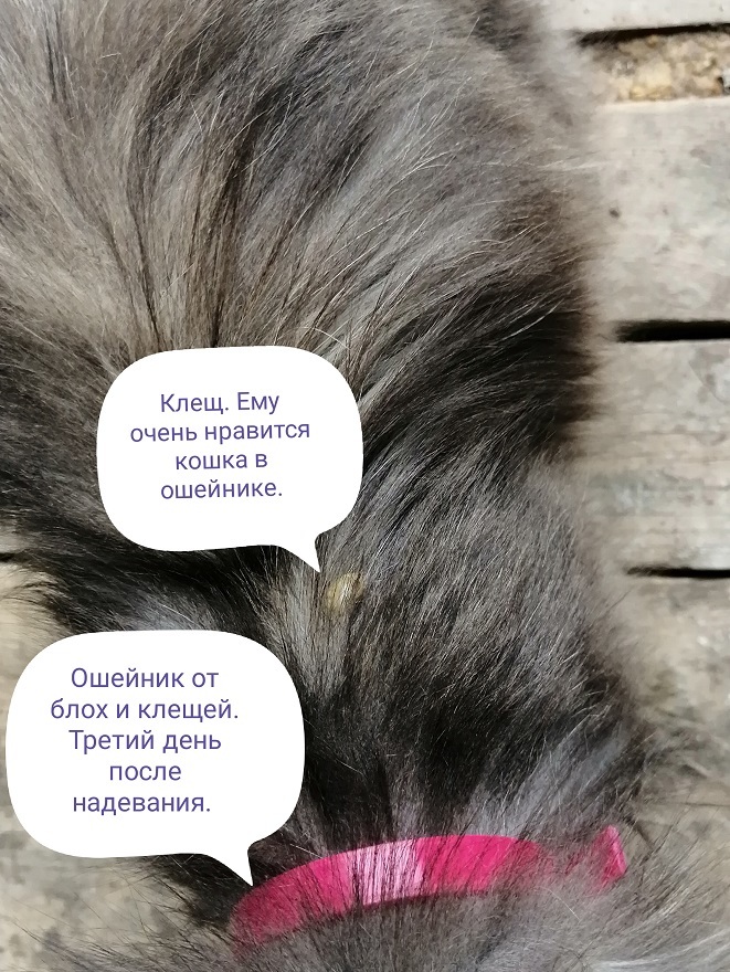 Фотография покупателя товара Биоошейник от паразитов "ПИЖОН" для кошек от блох и клещей, красный, 35 см - Фото 6