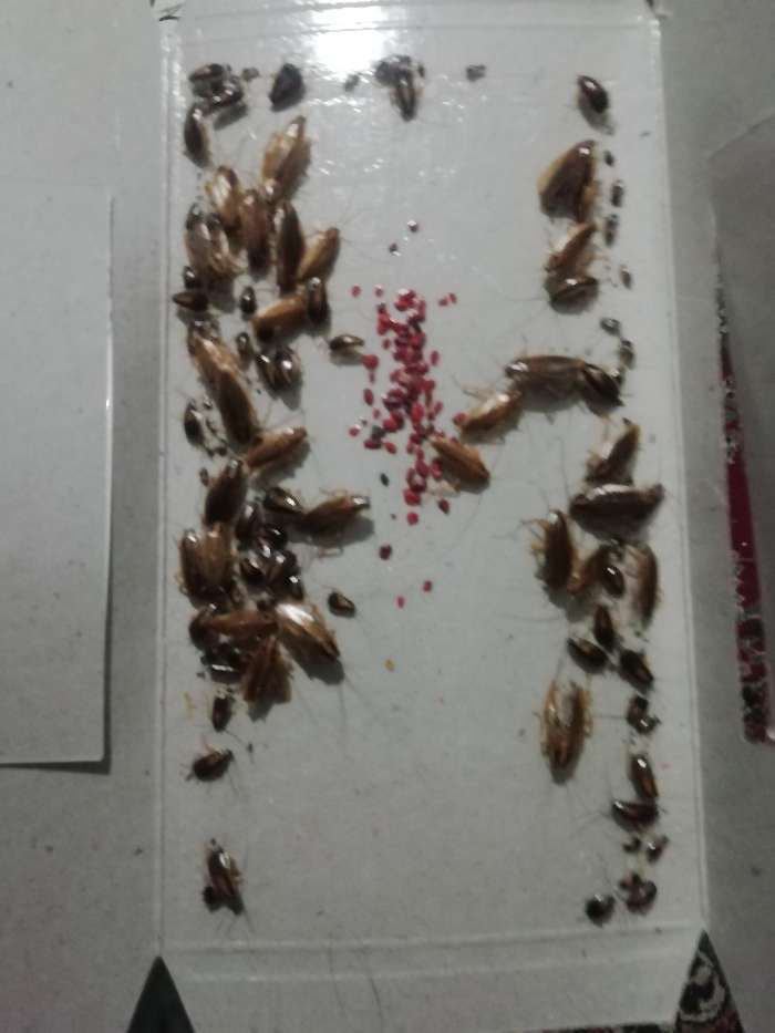 Фотография покупателя товара Клеевая ловушка от тараканов и муравьев "Бдительный Страж", домик, 1 шт.