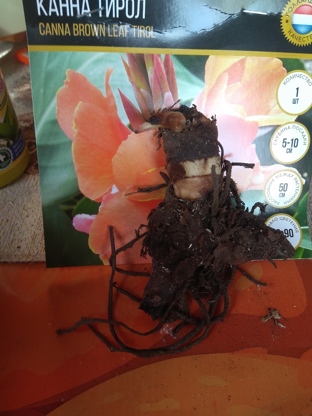Фотография покупателя товара Канна коричневолистная "Тирол",  р-р I, 1 шт, Весна 2023