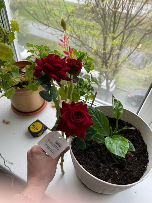 Фотография покупателя товара Цветы искусственные «Розы с шипами», h=40 см, d=7 см, красные - Фото 7