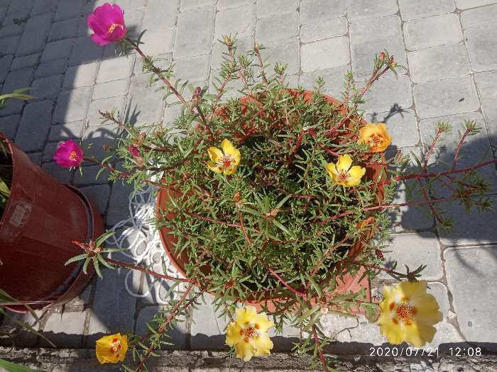 Фотография покупателя товара Семена цветов Портулак махровый "Супер долгоцвет", смесь окрасок, О, 0,1 г - Фото 3