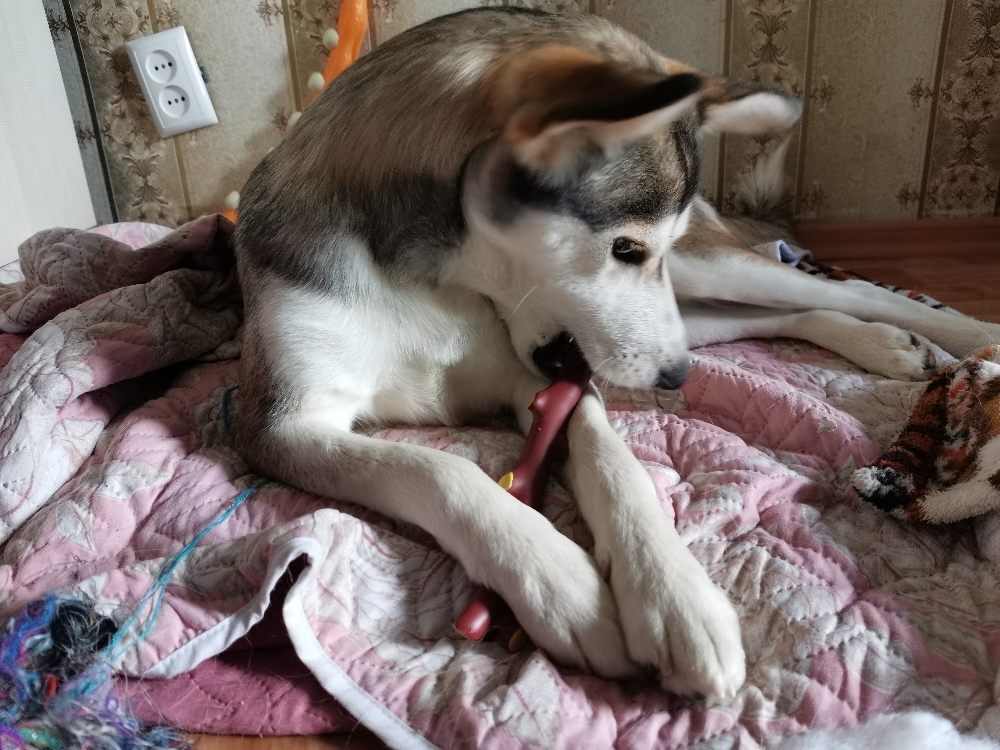 Фотография покупателя товара Игрушка пищащая "Ветка" для собак, 21,5 см, коричневая - Фото 8