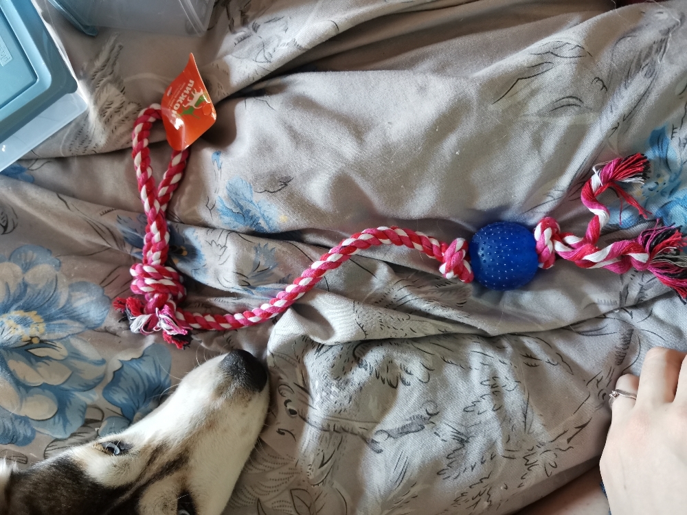 Фотография покупателя товара Игрушка-дразнилка для собак с мячиком, 95 г, до 54 см, микс цветов - Фото 2