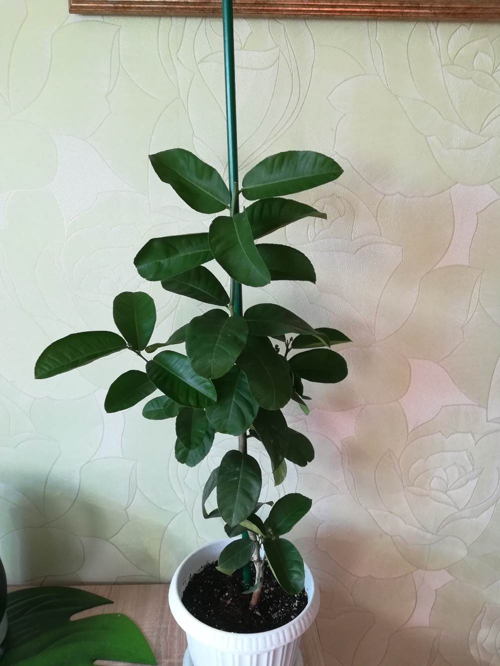 Фотография покупателя товара Колышек для подвязки растений, h = 100 см, d = 1 см, металл, зелёный, Greengo - Фото 17
