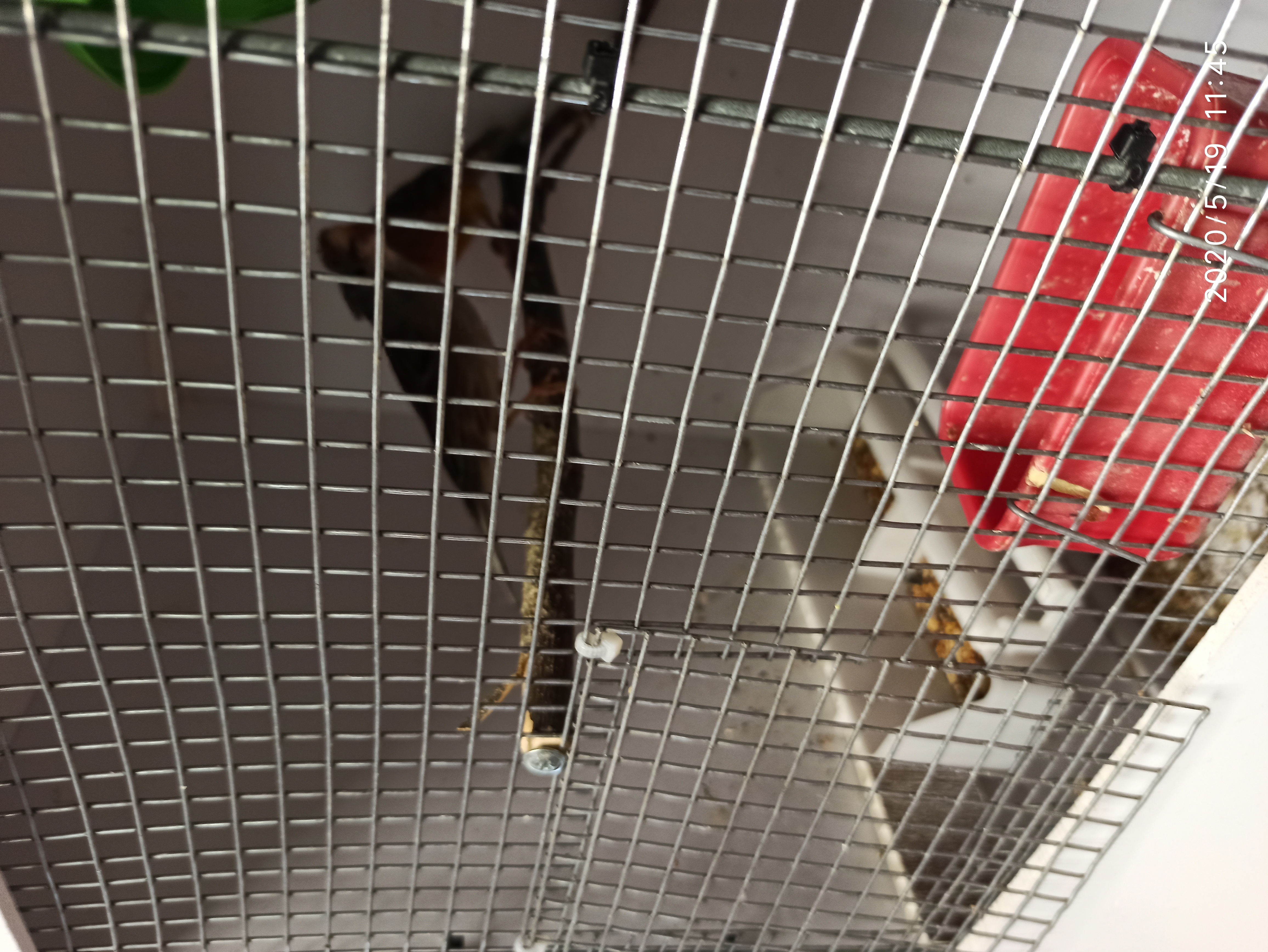 Фотография покупателя товара Кормушка для птиц с жердочкой для любых клеток, 21 х 5,8 х 5,6 см - Фото 2