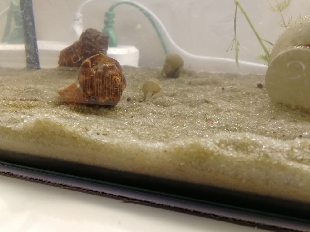 Фотография покупателя товара Грунт для аквариума "Белый песок", кварц, ф=0,5-2 мм, 1 кг