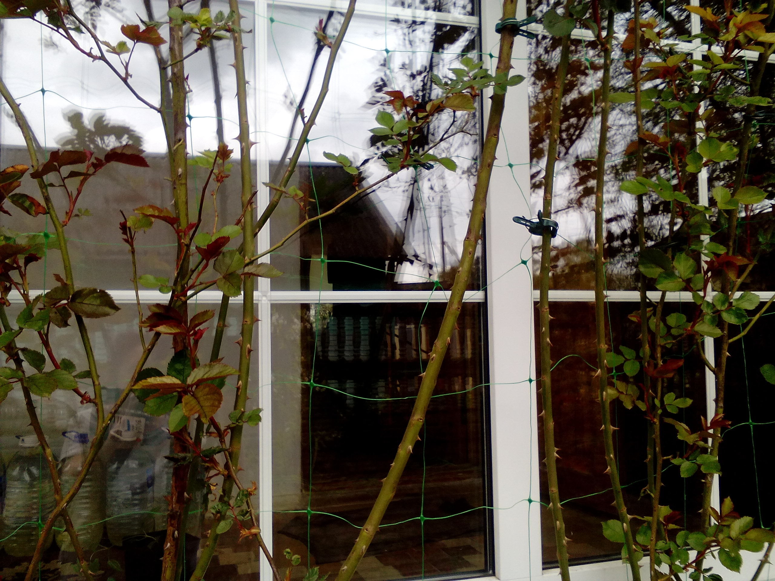Фотография покупателя товара Сетка садовая, шпалерная, 2 × 5 м, ячейка 15 × 17 см, для огурцов, пластиковая, зелёная, Greengo - Фото 5