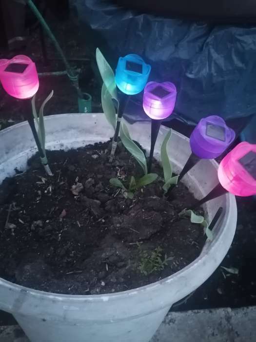 Фотография покупателя товара Садовый светильник на солнечной батарее «Тюльпан синий», 4.5 × 29 × 4.5 см, 1 LED, свечение белое - Фото 1