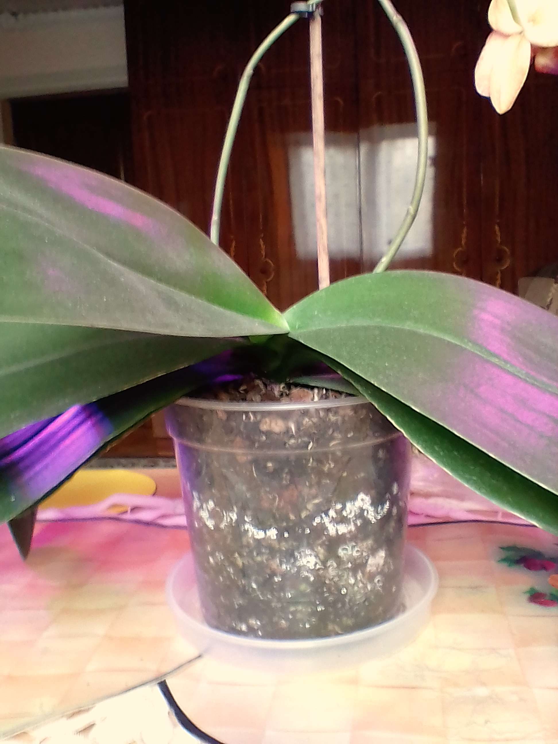 Фотография покупателя товара Горшок для орхидей «Орхидея», 1,5 л, цвет прозрачный - Фото 8
