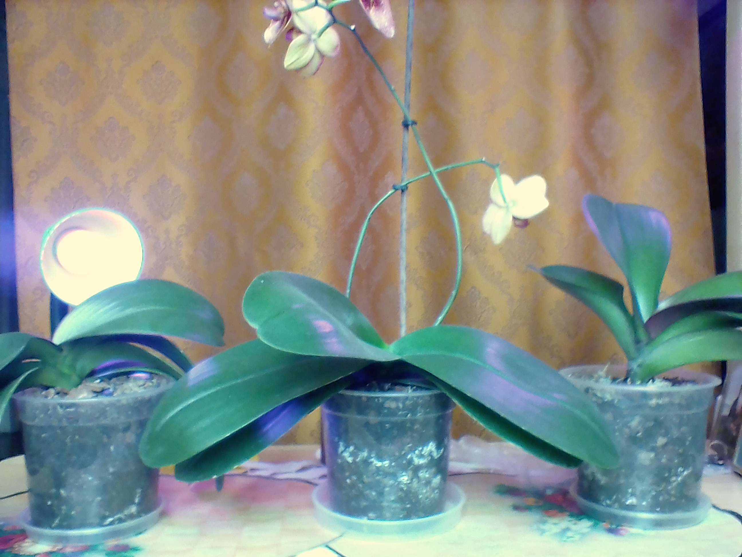 Фотография покупателя товара Горшок для орхидей «Орхидея», 1,5 л, цвет прозрачный - Фото 10