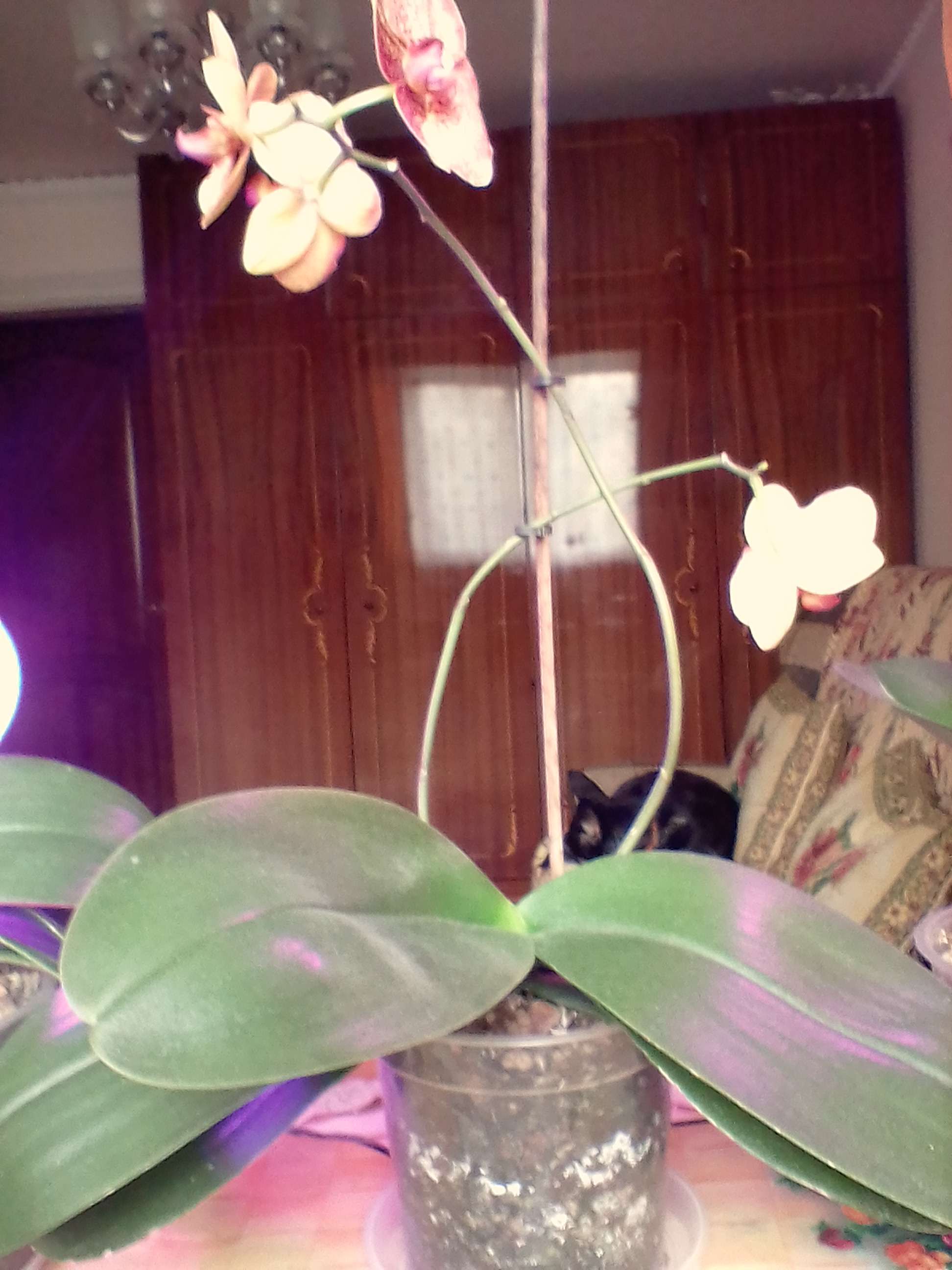 Фотография покупателя товара Горшок для орхидей «Орхидея», 1,5 л, цвет прозрачный - Фото 9