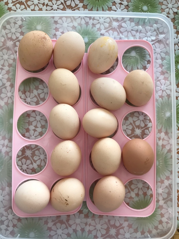 Фотография покупателя товара Контейнер для хранения яиц, 20 ячеек, 27,5×22×7 см, цвет МИКС - Фото 1