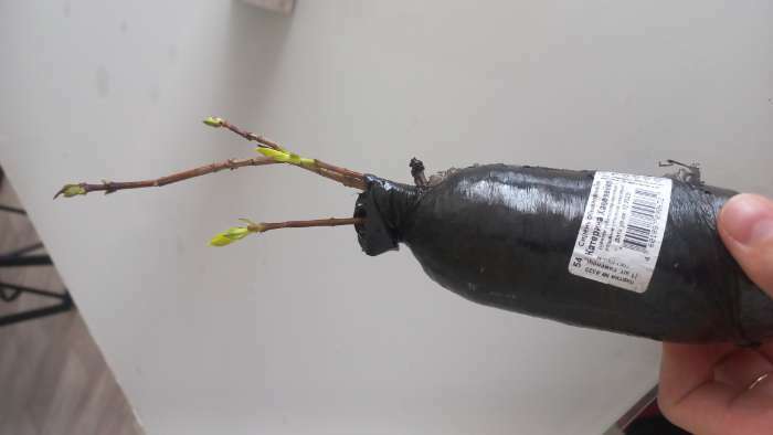 Фотография покупателя товара Сирень обыкновенная "Катерина Хавемейер" 1 шт, туба, Весна 2024 - Фото 2