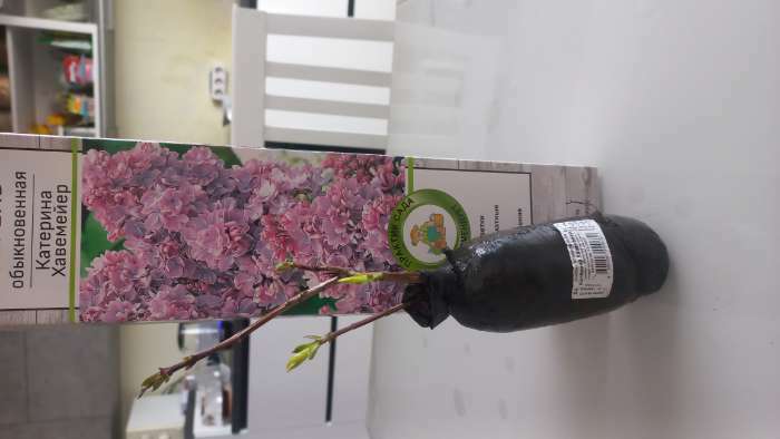 Фотография покупателя товара Сирень обыкновенная "Катерина Хавемейер" 1 шт, туба, Весна 2024 - Фото 1