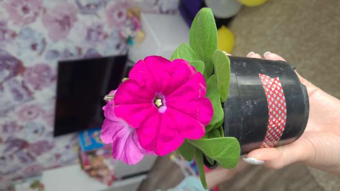 Фотография покупателя товара Семена Петуния Мамбо F1 пурпурная многоцветковая, 7 шт