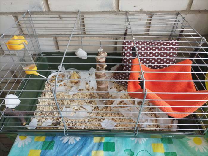 Фотография покупателя товара Клетка для кроликов, морских свинок "Пижон" №6, хром, 58 х 40 х30 см, зеленый