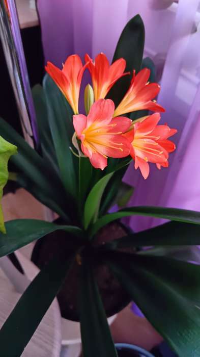Фотография покупателя товара Кашпо для цветов со вставкой «Фиджи», 5 л, цвет белый - Фото 1