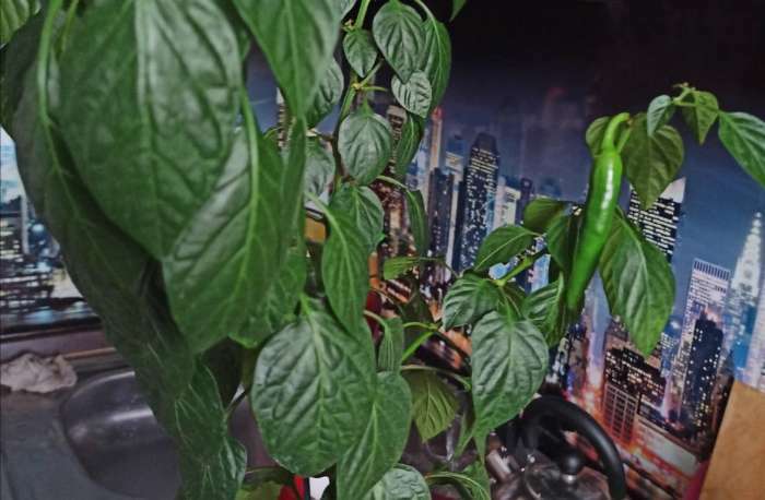 Фотография покупателя товара Семена Перец "Острый декоративный", серия Урожай на окне, 0,05 г