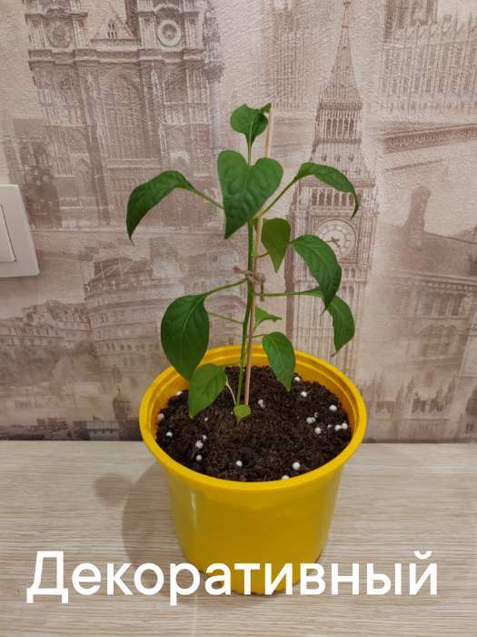 Фотография покупателя товара Семена Перец "Острый декоративный", серия Урожай на окне, 0,05 г - Фото 8