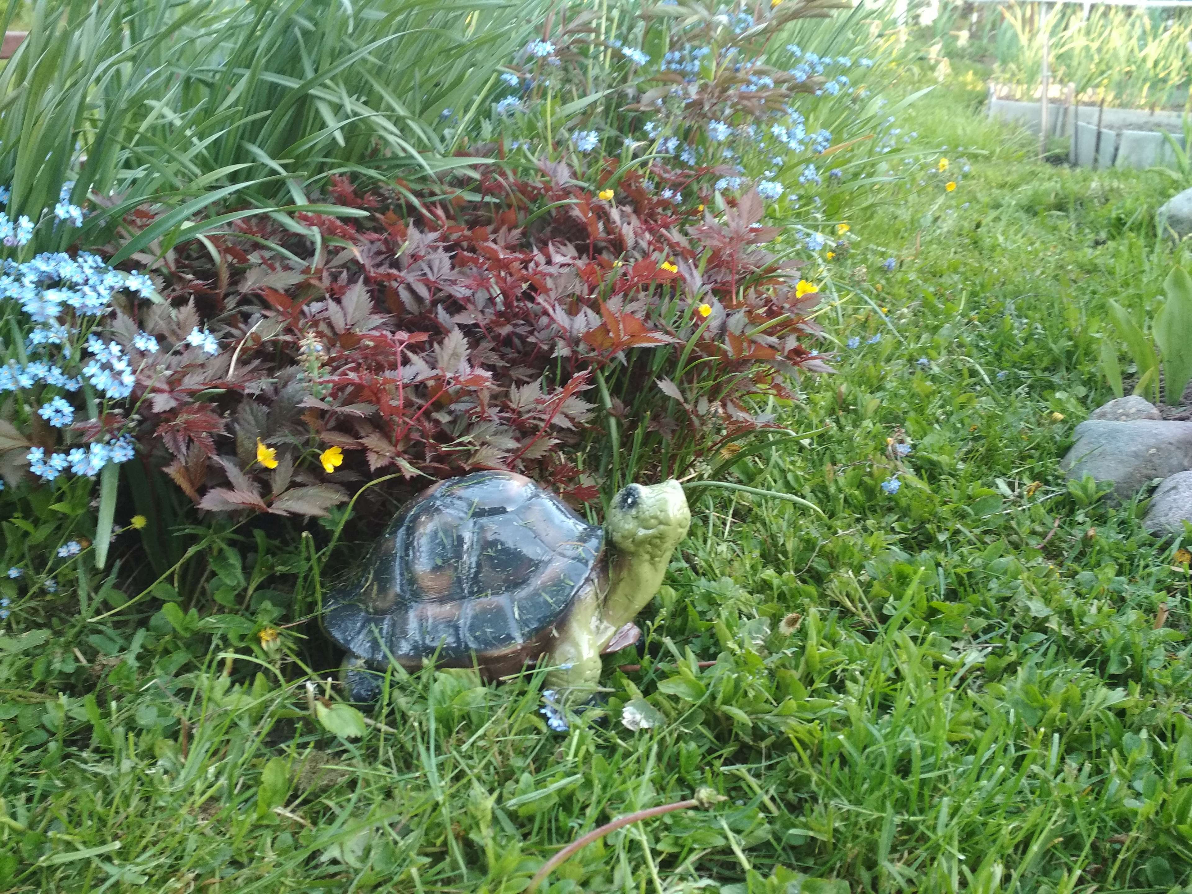 Фотография покупателя товара Садовая фигура "Черепаха Джулс", зелёный цвет, гипс, 16 см