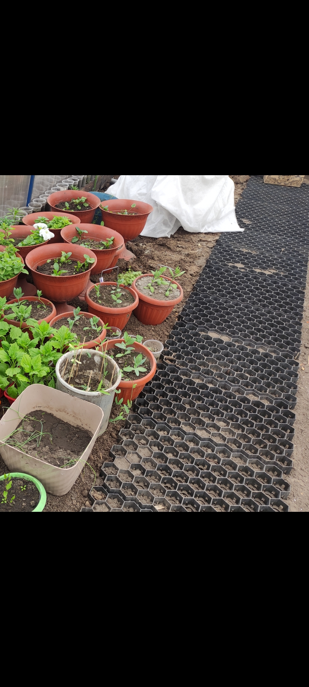 Фотография покупателя товара Газонная решётка ERFOLG Green Parking, 40×60 см, чёрная - Фото 1