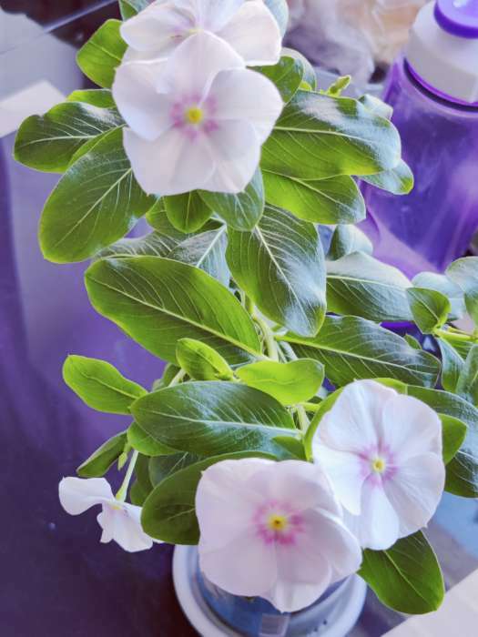 Фотография покупателя товара Семена комнатных цветов Катарантус "Леденцы", 0,05 г - Фото 3