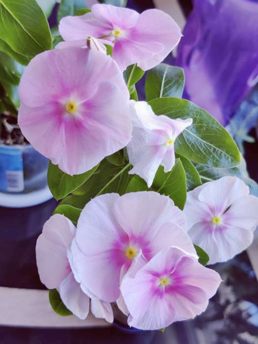 Фотография покупателя товара Семена комнатных цветов Катарантус "Леденцы", 0,05 г - Фото 2
