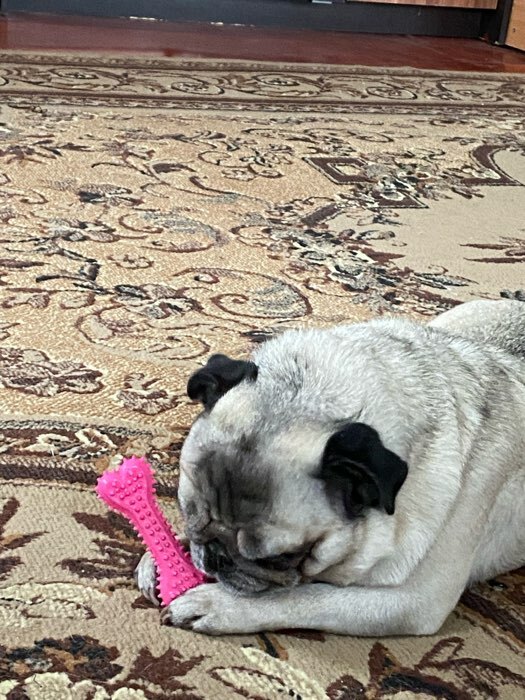 Фотография покупателя товара Жевательная игрушка для собак литая «Кость для массажа», 11×4×2 см, голубая - Фото 1