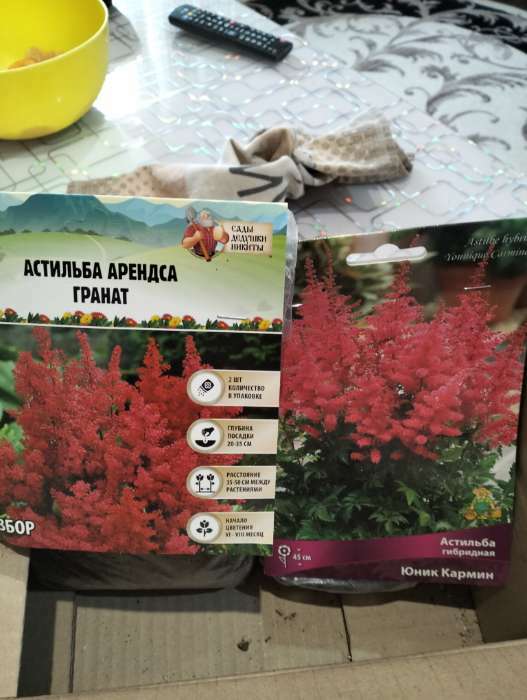 Фотография покупателя товара Астильба гибридная патио "Юник Кармин", 1 шт, р-р I, Весна 2024 - Фото 2