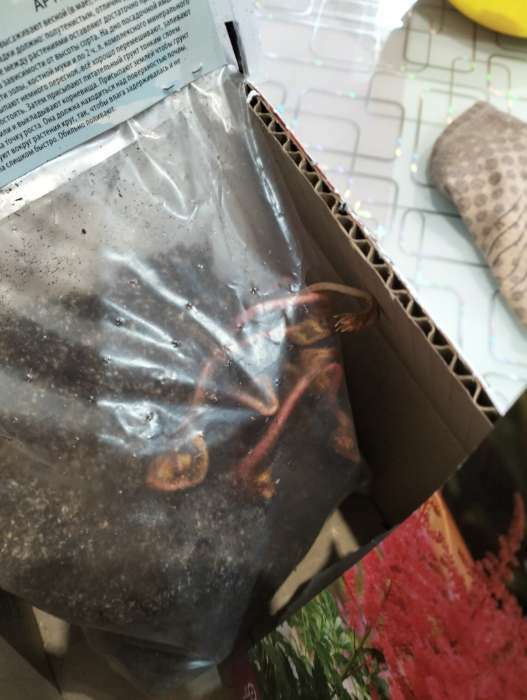 Фотография покупателя товара Астильба гибридная патио "Юник Кармин", 1 шт, р-р I, Весна 2024 - Фото 3