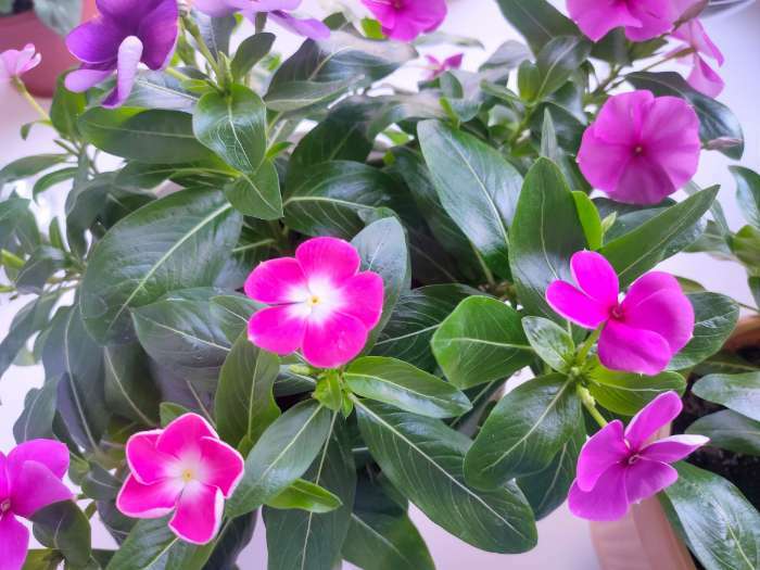 Фотография покупателя товара Семена цветов  Катарантус амп. Медитерранен, розовый ,7 шт - Фото 2