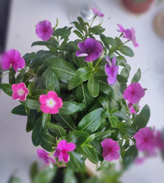 Фотография покупателя товара Семена цветов  Катарантус амп. Медитерранен, розовый ,7 шт - Фото 1