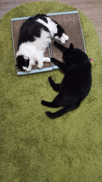 Фотография покупателя товара Домашняя когтеточка-лежанка для кошек, 56 × 30 см - Фото 3