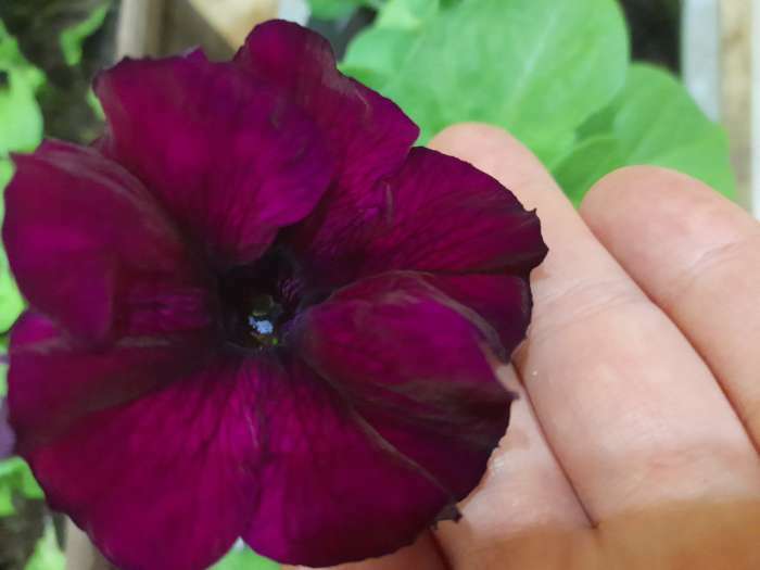 Фотография покупателя товара Семена цветов Петуния крупноцветковая "Фалкон Бургунди F1", пробирка, 5 шт