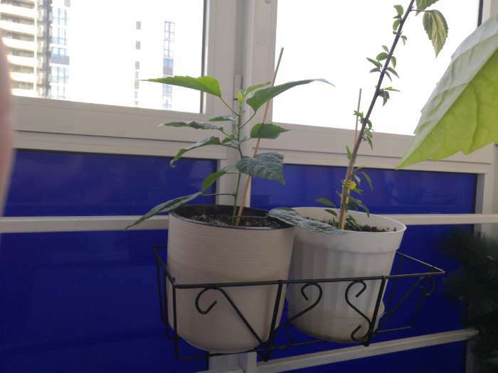 Фотография покупателя товара Подставка для цветов балконная Доляна «Ренессанс» 45.5×20×12 см, чёрная - Фото 3