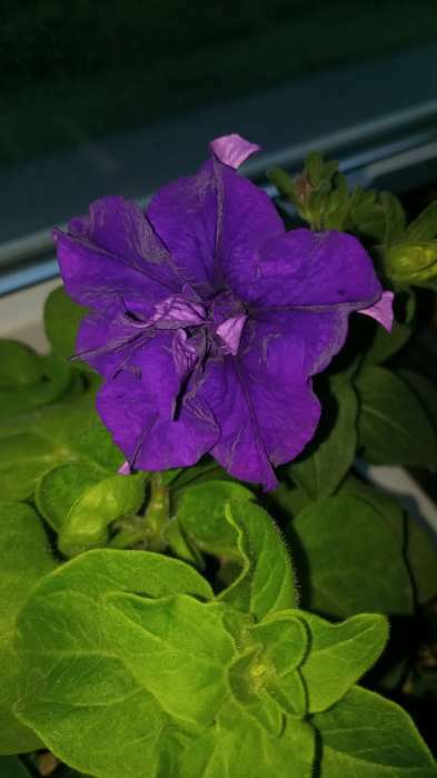 Фотография покупателя товара семена Петуния Глориоза F1 крупноцветковая махровая, смесь окрасок 10 шт.